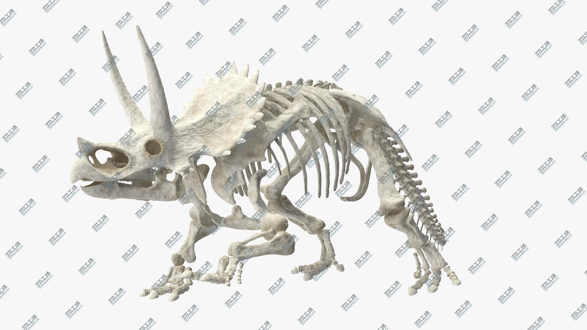 images/goods_img/2021040164/3D Triceratops Horridus Skeleton/3.jpg
